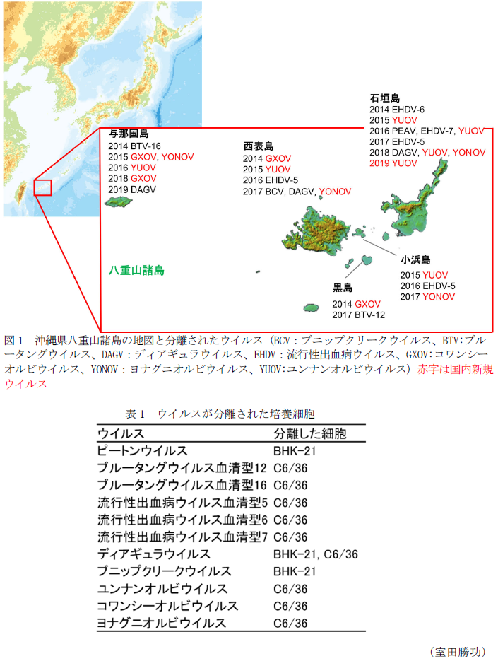 図1 沖縄県八重山諸島の地図と分離されたウイルス(BCV:ブニップクリークウイルス、BTV:ブルータングウイルス、DAGV:ディアギュラウイルス、EHDV:流行性出血病ウイルス、GXOV:コワンシーオルビウイルス、YONOV:ヨナグニオルビウイルス、YUOV:ユンナンオルビウイルス),表1 ウイルスが分離された培養細胞