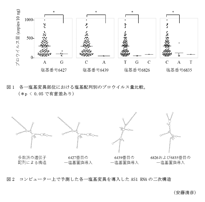 図1 各一塩基変異部位における塩基配列別のプロウイルス量比較。,図2 コンピューター上で予測した各一塩基変異を導入したAS1 RNAの二次構造