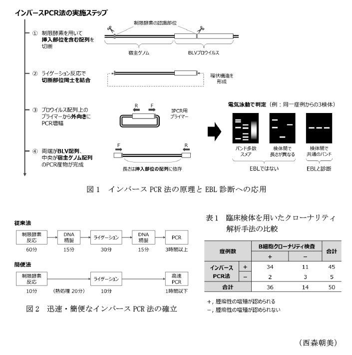 図1 インバースPCR法の原理とEBL診断への応用,図2 迅速・簡便なインバースPCR法の確立,表1 臨床検体を用いたクローナリティ解析手法の比較