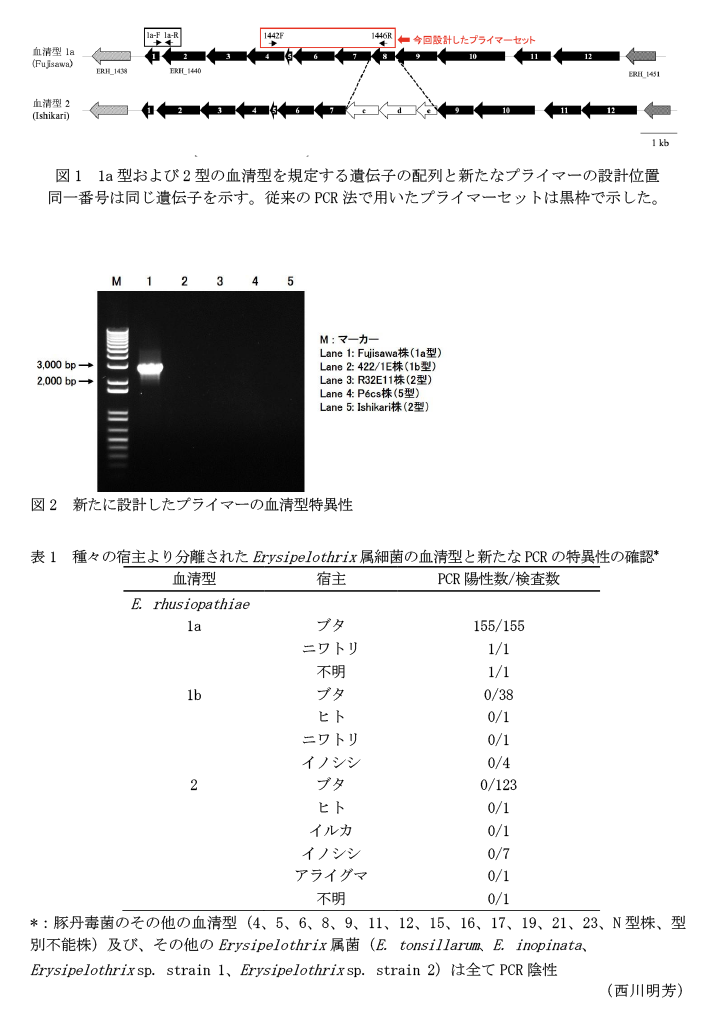 図1 1a型および2型の血清型を規定する遺伝子の配列と新たなプライマーの設計位置,図2 新たに設計したプライマーの血清型特異性,表1 種々の宿主より分離されたErysipelothrix属細菌の血清型と新たなPCRの特異性の確認