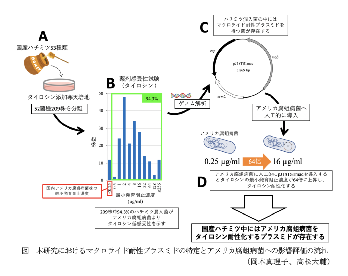 図 本研究におけるマクロライド耐性プラスミドの特定とアメリカ腐蛆病菌への影響評価の流れ