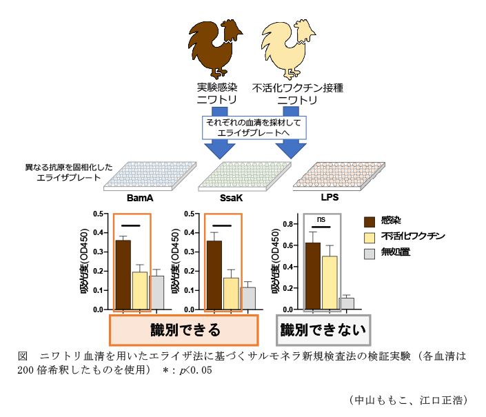 図 ニワトリ血清を用いたエライザ法に基づくサルモネラ新規検査法の検証実験(各血清は200倍希釈したものを使用)