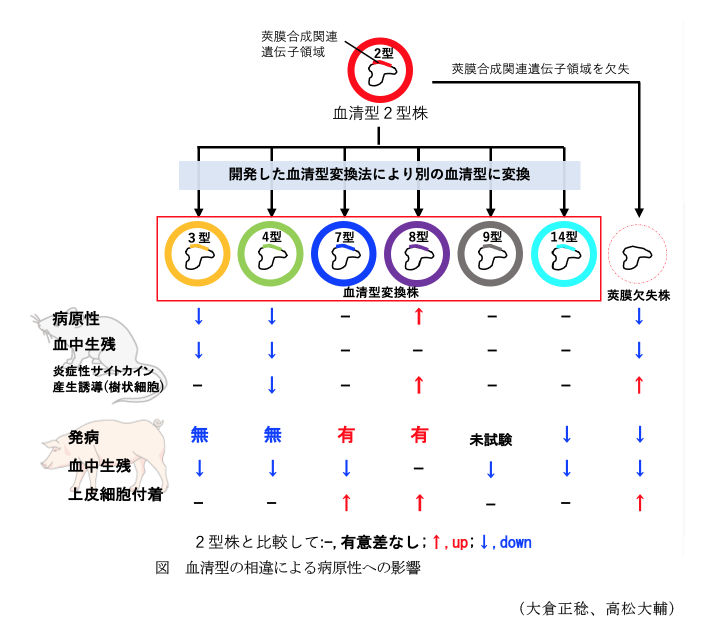 図 血清型の相違による病原性への影響