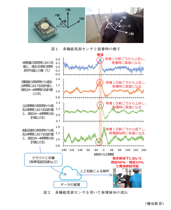 図1 多機能尾部センサと装着時の様子,図2 多機能尾部センサを用いた発情検知の流れ