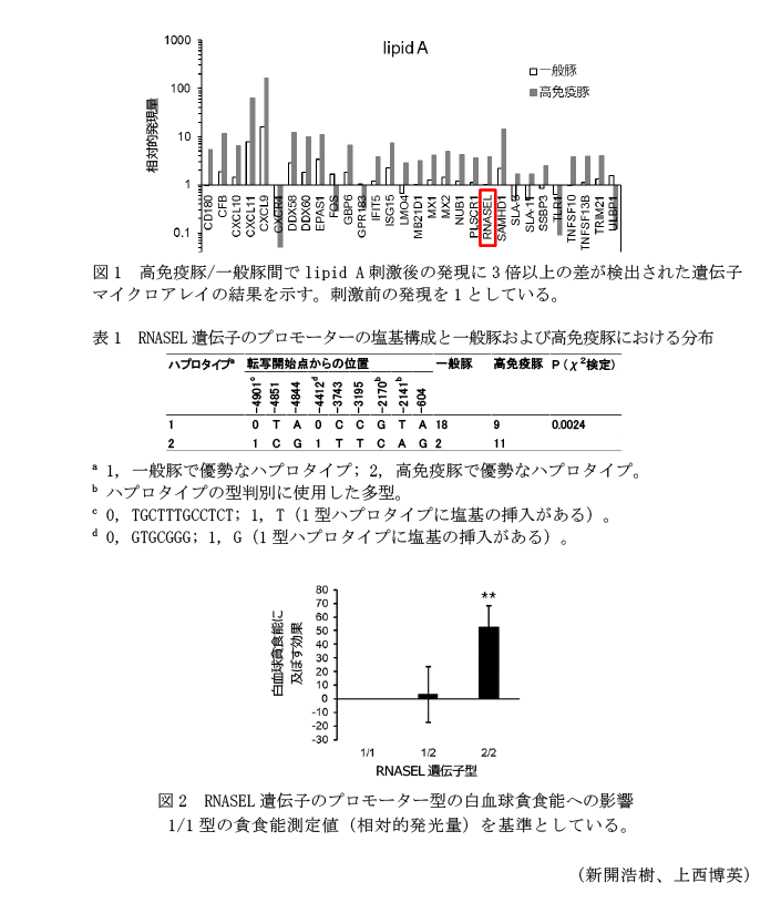 図1 高免疫豚/一般豚間でlipid A刺激後の発現に3倍以上の差が検出された遺伝子,表1 RNASEL遺伝子のプロモーターの塩基構成と一般豚および高免疫豚における分布,図2 RNASEL遺伝子のプロモーター型の白血球貪食能への影響