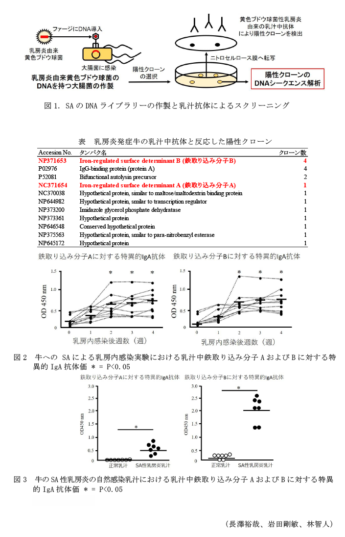 図1. SAのDNAライブラリーの作製と乳汁抗体によるスクリーニング,表 乳房炎発症牛の乳汁中抗体と反応した陽性クローン,図2 牛への SAによる乳房内感染実験における乳汁中鉄取り込み分子AおよびBに対する特異的IgA抗体価,図3 牛のSA性乳房炎の自然感染乳汁における乳汁中鉄取り込み分子AおよびBに対する特異的IgA抗体価