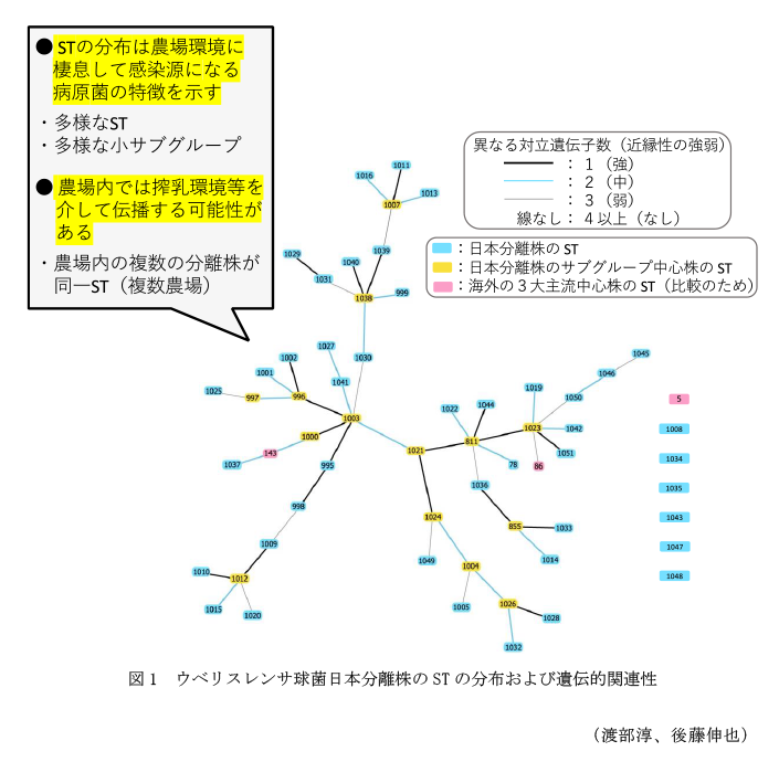 図1 ウベリスレンサ球菌日本分離株のSTの分布および遺伝的関連性