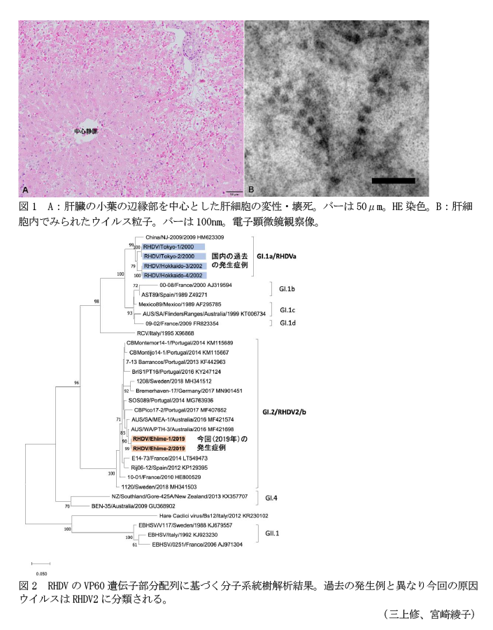 図1 A:肝臓の小葉の辺縁部を中心とした肝細胞の変性・壊死。バーは50μm。HE染色。B:肝細胞内でみられたウイルス粒子。バーは100nm。電子顕微鏡観察像。,図2 RHDVのVP60遺伝子部分配列に基づく分子系統樹解析結果。過去の発生例と異なり今回の原因ウイルスはRHDV2に分類される。