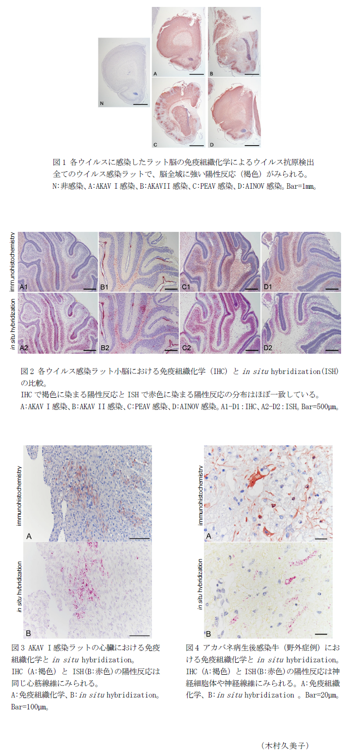 図1 各ウイルスに感染したラット脳の免疫組織化学によるウイルス抗原検出,図2 各ウイルス感染ラット小脳における免疫組織化学(IHC)とin situ hybridization(ISH)の比較。,図3 AKAV I感染ラットの心臓における免疫組織化学とin situ hybridization。 ,図4 アカバネ病生後感染牛(野外症例)における免疫組織化学とin situ hybridization。