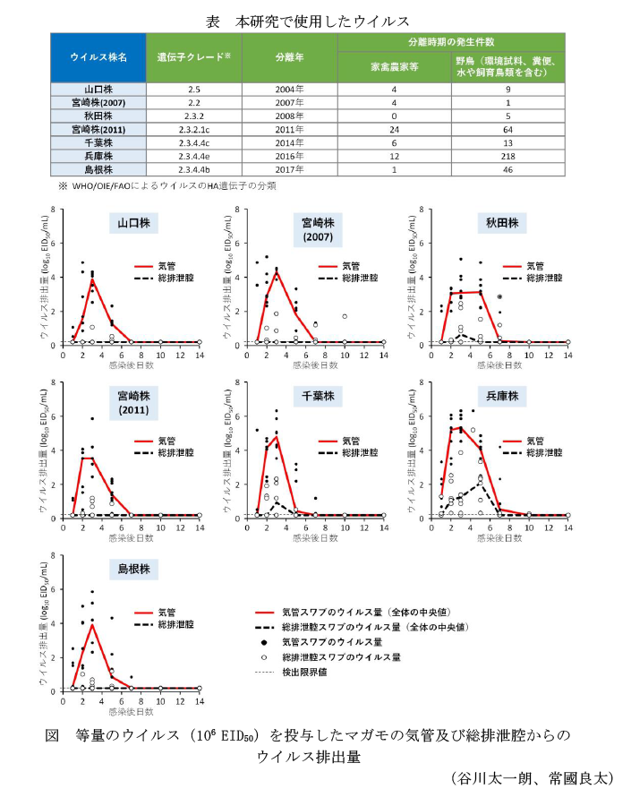 表 本研究で使用したウイルス,図 等量のウイルス(106 EID50)を投与したマガモの気管及び総排泄腔からのウイルス排出量