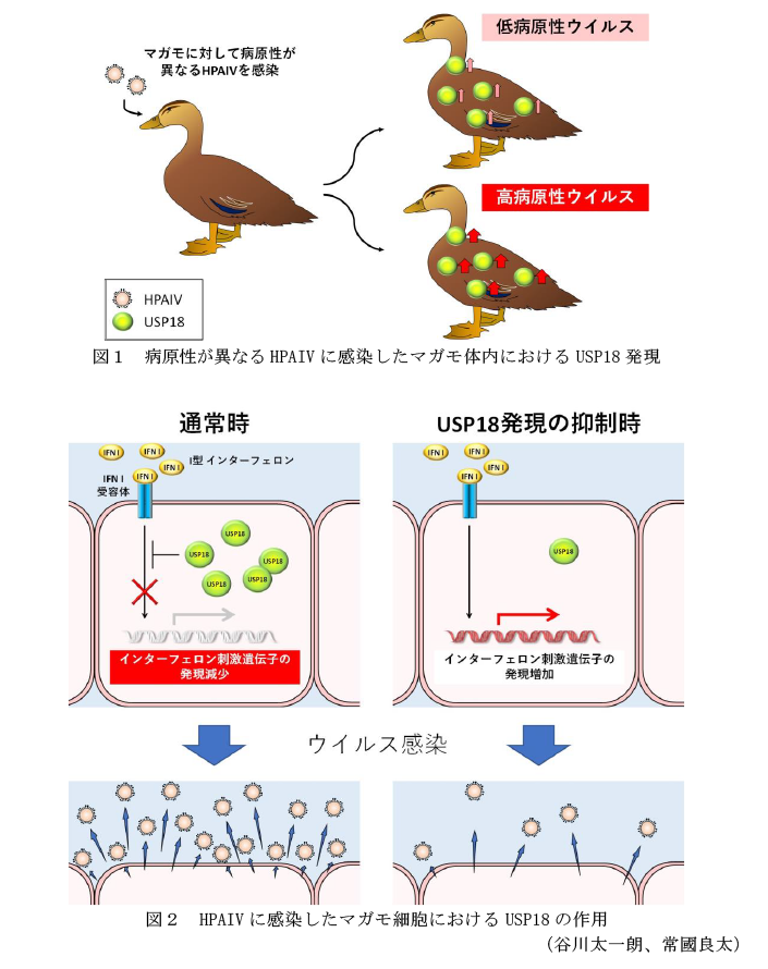 図1 病原性が異なるHPAIVに感染したマガモ体内におけるUSP18発現,図2 HPAIVに感染したマガモ細胞におけるUSP18の作用