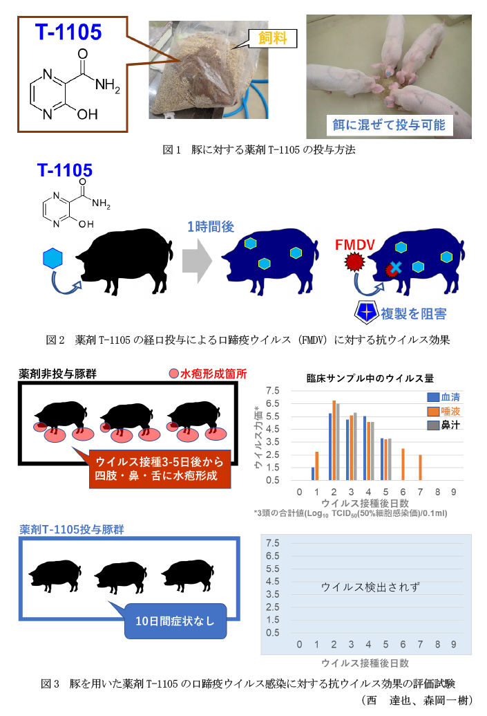 図1 豚に対する薬剤T-1105の投与方法,図2 薬剤T-1105の経口投与による口蹄疫ウイルス(FMDV)に対する抗ウイルス効果,図3 豚を用いた薬剤T-1105の口蹄疫ウイルス感染に対する抗ウイルス効果の評価試験