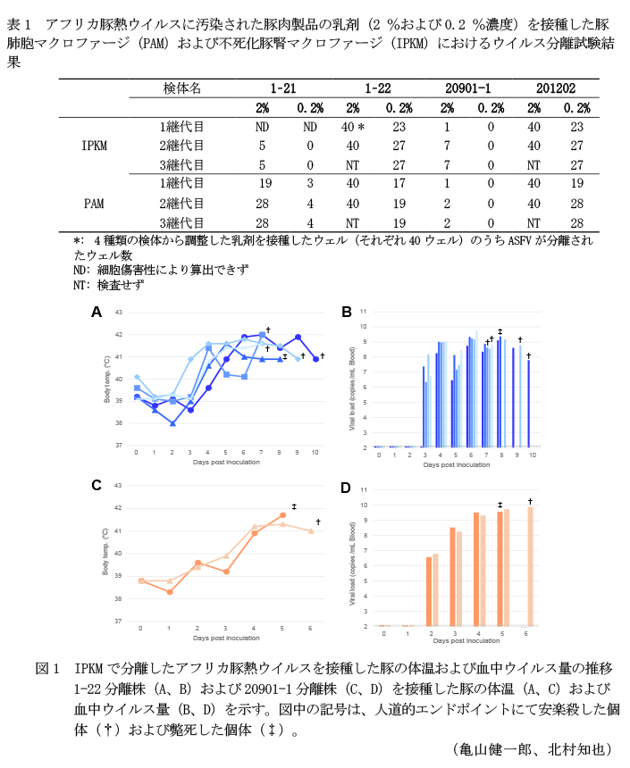 表1 アフリカ豚熱ウイルスに汚染された豚肉製品の乳剤(2 %および0.2 %濃度)を接種した豚肺胞マクロファージ(PAM)および不死化豚腎マクロファージ(IPKM)におけるウイルス分離試験結果,図1 IPKMで分離したアフリカ豚熱ウイルスを接種した豚の体温および血中ウイルス量の推移