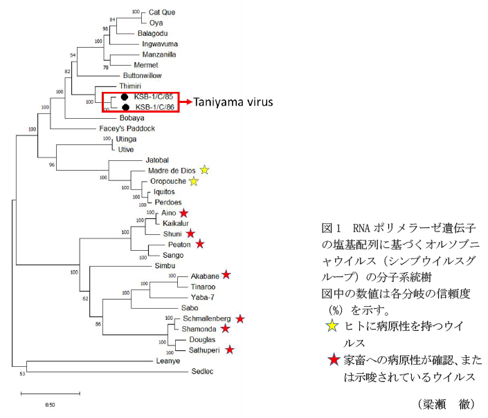 図1 RNAポリメラーゼ遺伝子の塩基配列に基づくオルソブニャウイルス(シンブウイルスグループ)の分子系統樹