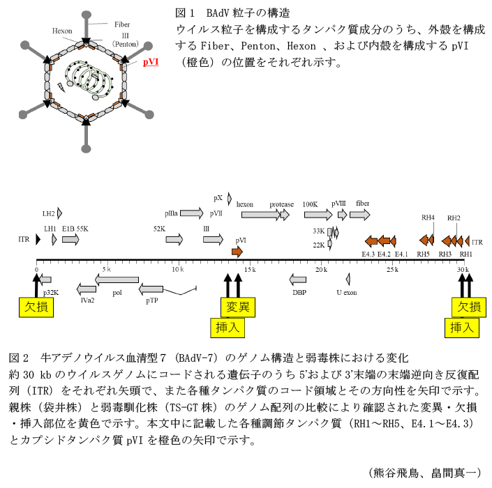 図1 BAdV粒子の構造,図2 牛アデノウイルス血清型7(BAdV-7)のゲノム構造と弱毒株における変化