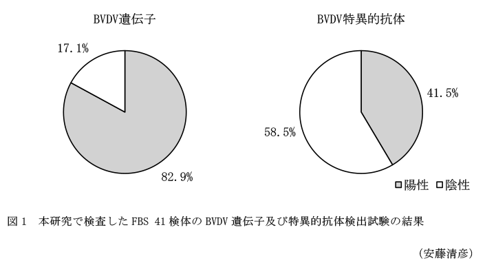 図1 本研究で検査したFBS 41検体のBVDV遺伝子及び特異的抗体検出試験の結果