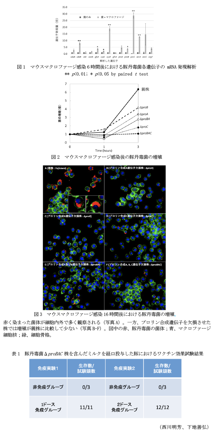 図1 マウスマクロファージ感染6時間後における豚丹毒菌各遺伝子の mRNA発現解析,図2 マウスマクロファージ感染後の豚丹毒菌の増殖,図3 マウスマクロファージ感染16時間後における豚丹毒菌の増殖,表1 豚丹毒菌ΔproBAC 株を含んだミルクを経口投与した豚におけるワクチン効果試験結果