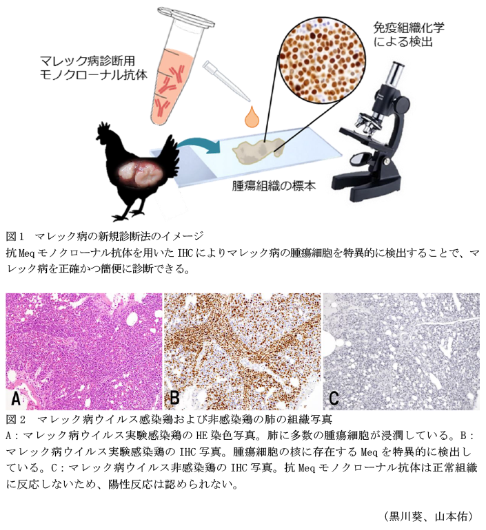 図1 マレック病の新規診断法のイメージ,図2 マレック病ウイルス感染鶏および非感染鶏の肺の組織写真