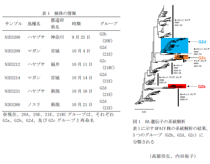 表1 検体の情報,図1 HA遺伝子の系統解析