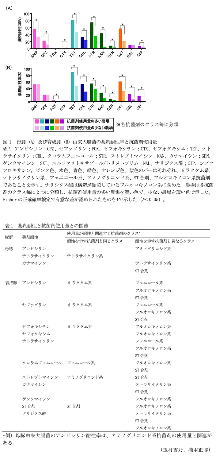 図1 母豚(A)及び育成豚(B)由来大腸菌の薬剤耐性率と抗菌剤使用量,表1 薬剤耐性と抗菌剤使用量との関連
