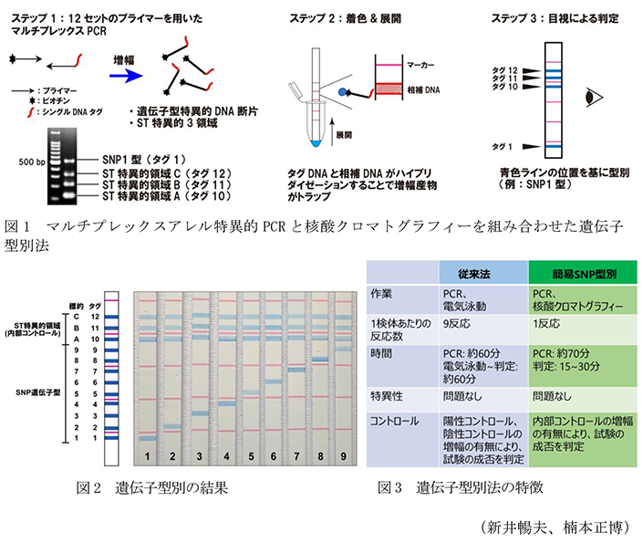図1 マルチプレックスアレル特異的PCRと核酸クロマトグラフィーを組み合わせた遺伝子型別法,図2 遺伝子型別の結果,図3 遺伝子型別法の特徴