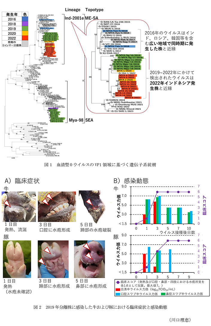図1 血清型OウイルスのVP1領域に基づく遺伝子系統樹,図2 2019年分離株に感染した牛および豚における臨床症状と感染動態