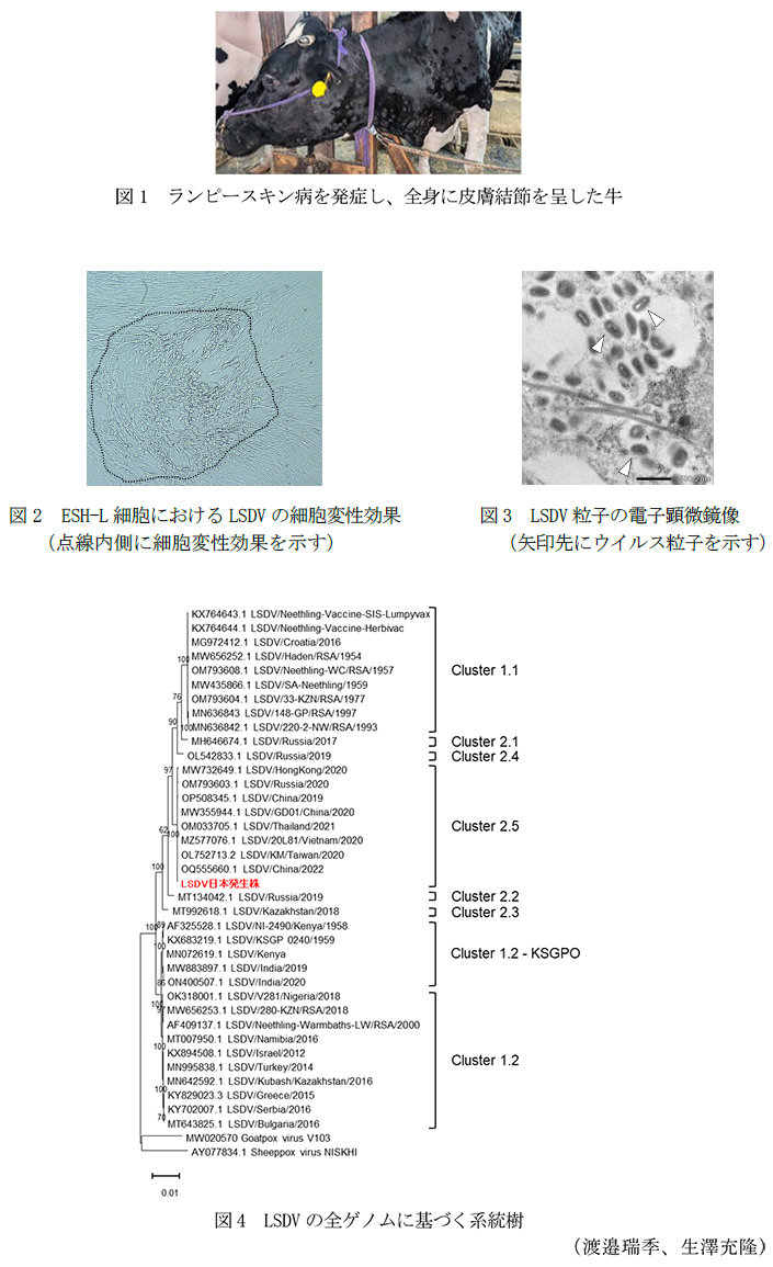 図1 ランピースキン病を発症し、全身に皮膚結節を呈した牛,図2 ESH-L細胞におけるLSDVの細胞変性効果,図3 LSDV粒子の電子顕微鏡像,図4 LSDVの全ゲノムに基づく系統樹