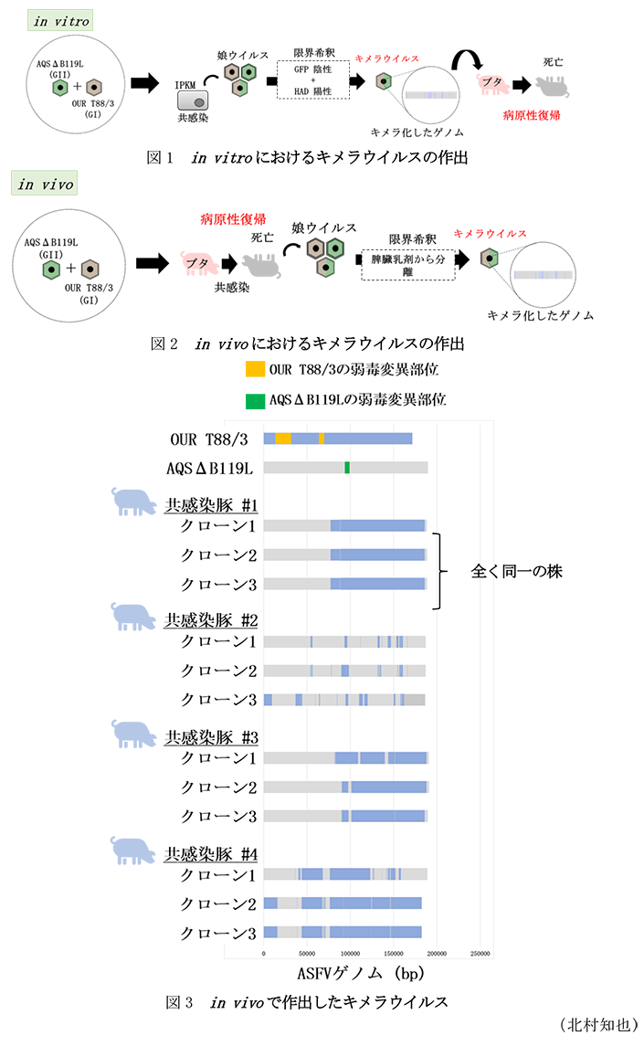 図1 in vitroにおけるキメラウイルスの作出,図2 in vivoにおけるキメラウイルスの作出,図3 in vivoで作出したキメラウイルス
