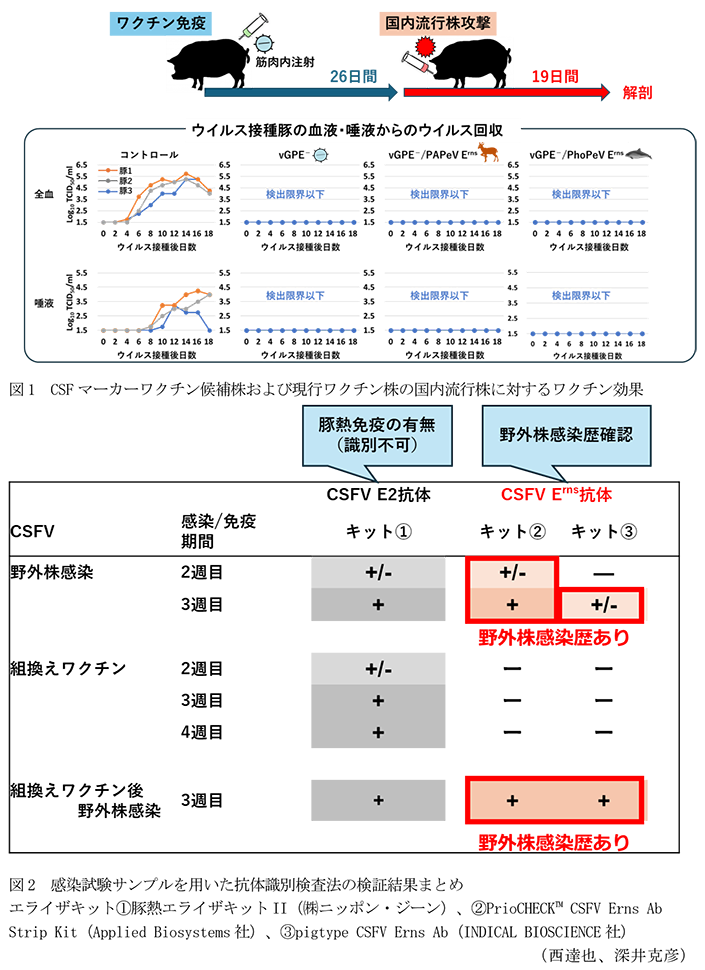 図1 CSFマーカーワクチン候補株および現行ワクチン株の国内流行株に対するワクチン効果,図2 感染試験サンプルを用いた抗体識別検査法の検証結果まとめ