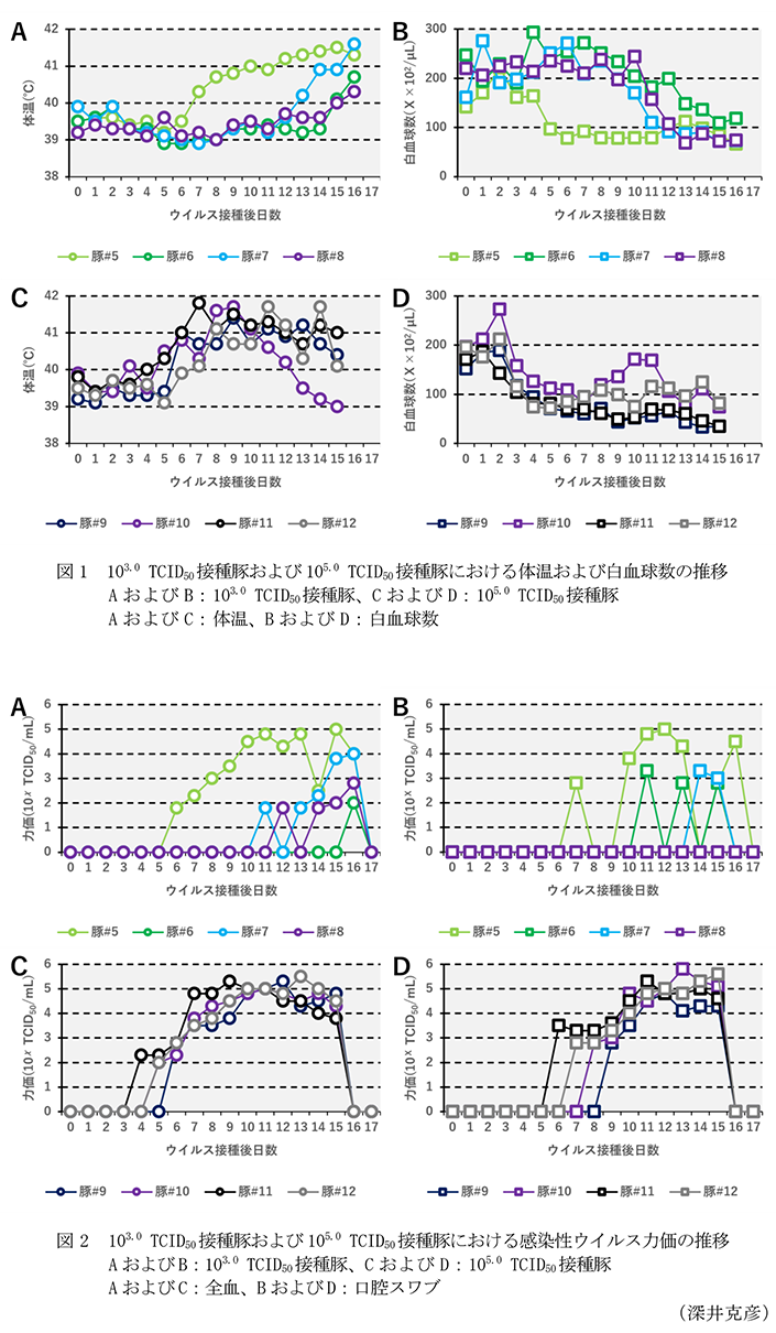 図1 103.0 TCID50接種豚および105.0 TCID50接種豚における体温および白血球数の推移,図2 103.0 TCID50接種豚および105.0 TCID50接種豚における感染性ウイルス力価の推移