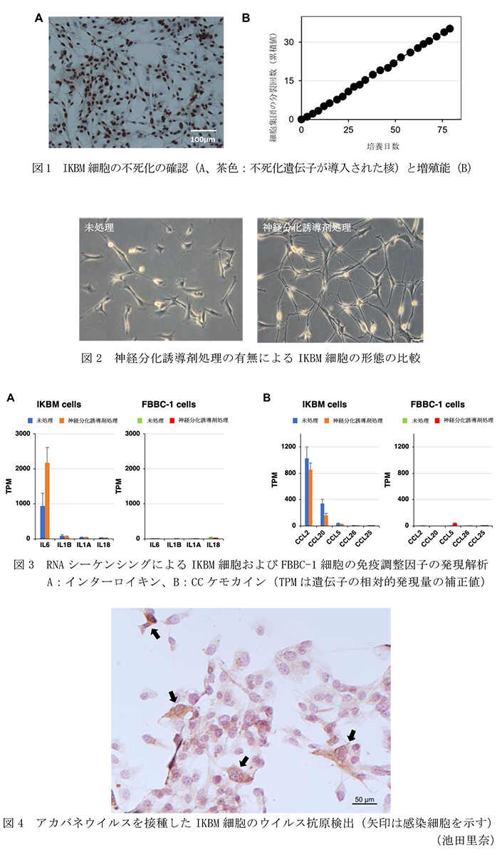 図1 IKBM細胞の不死化の確認(A、茶色:不死化遺伝子が導入された核)と増殖能(B),図2 神経分化誘導剤処理の有無によるIKBM細胞の形態の比較,図3 RNAシーケンシングによるIKBM細胞およびFBBC-1細胞の免疫調整因子の発現解析,図4 アカバネウイルスを接種したIKBM細胞のウイルス抗原検出