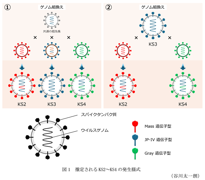 図1 推定されるKS2～KS4の発生様式