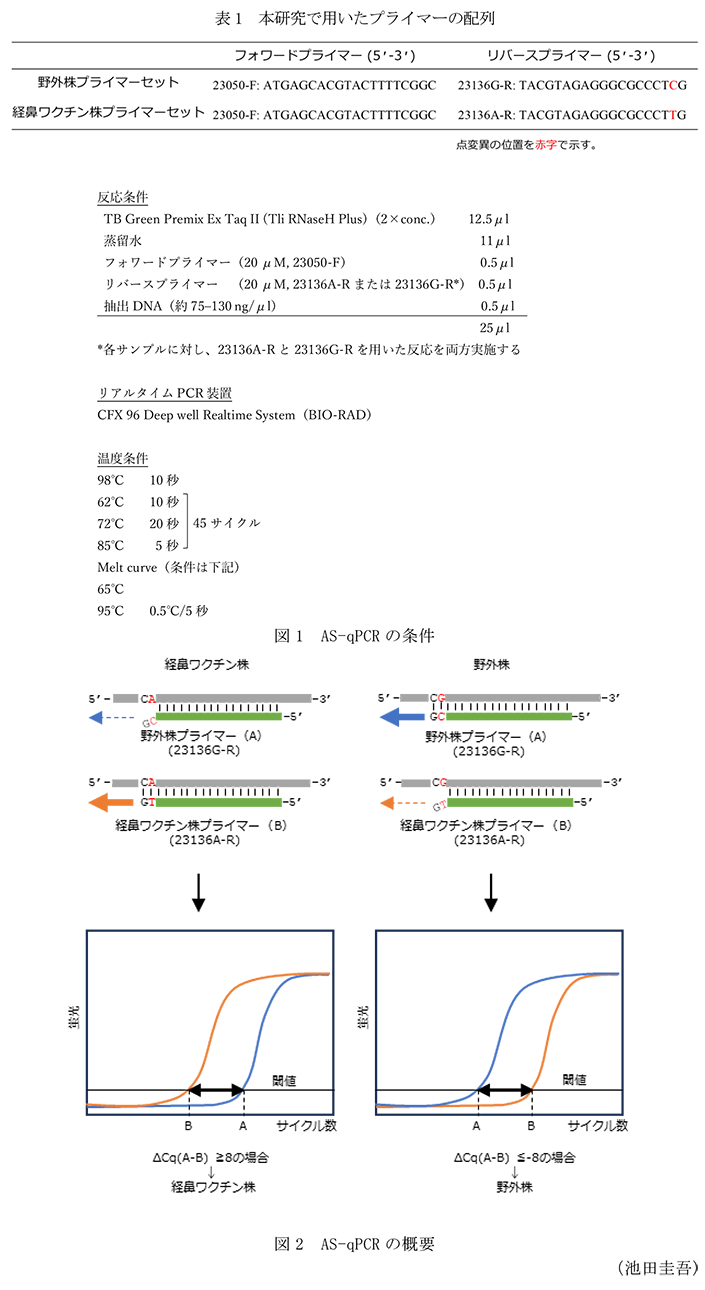 表1 本研究で用いたプライマーの配列,図1 AS-qPCRの条件,図2 AS-qPCRの概要