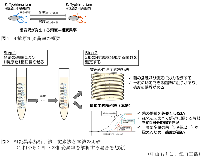 図1 H抗原相変異率の概要,図2 相変異率解析手法 従来法と本法の比較