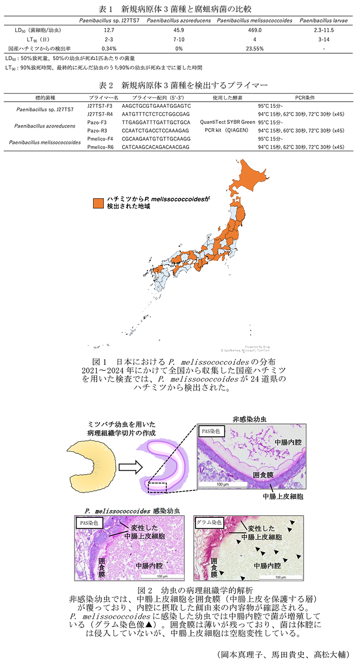 表1 新規病原体3菌種と腐蛆病菌の比較,表2 新規病原体3菌種を検出するプライマー,図1 日本におけるP. melissococcoidesの分布,図2 幼虫の病理組織学的解析