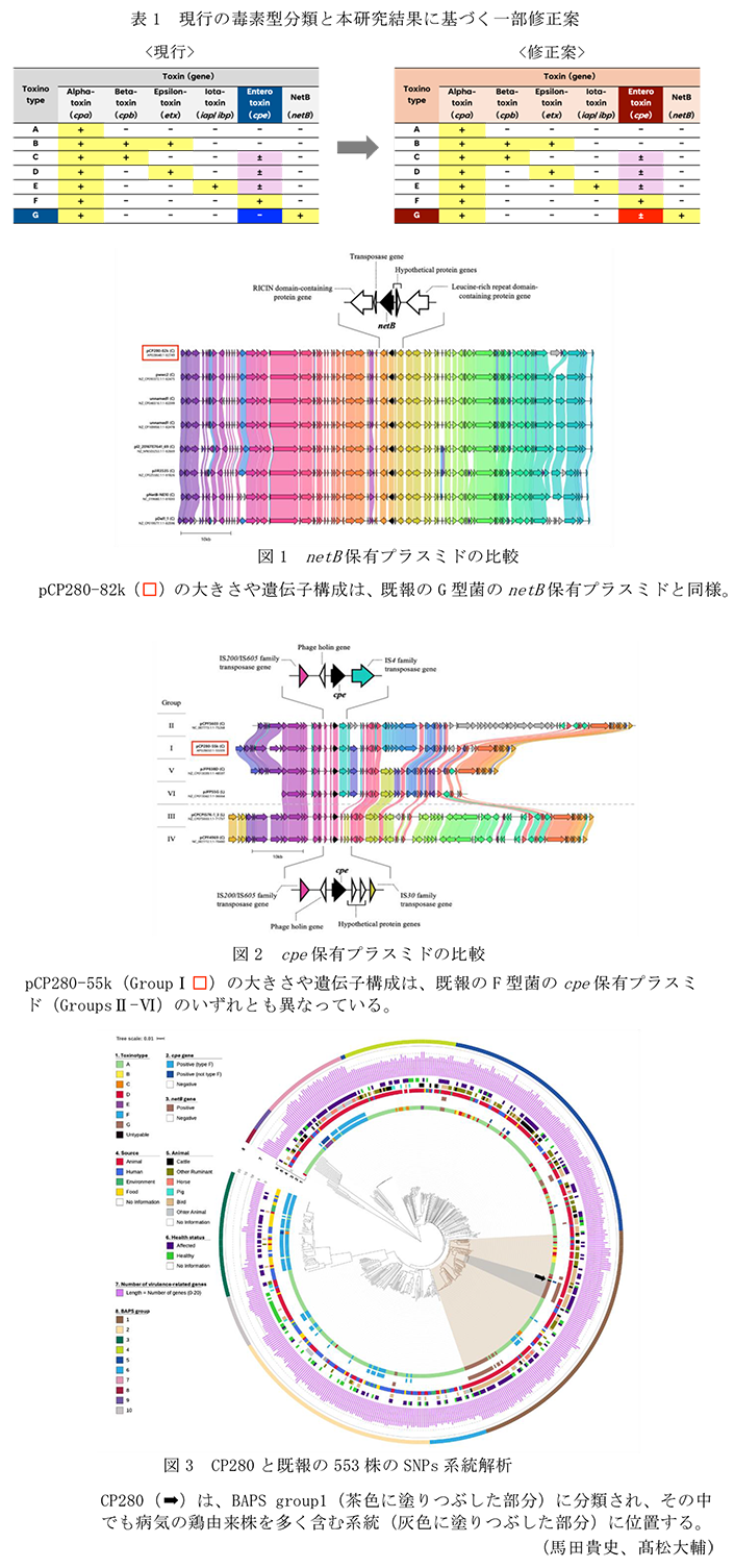 表1 現行の毒素型分類と本研究結果に基づく一部修正案,図1 netB保有プラスミドの比較,図2 cpe保有プラスミドの比較,図3 CP280と既報の553株のSNPs系統解析