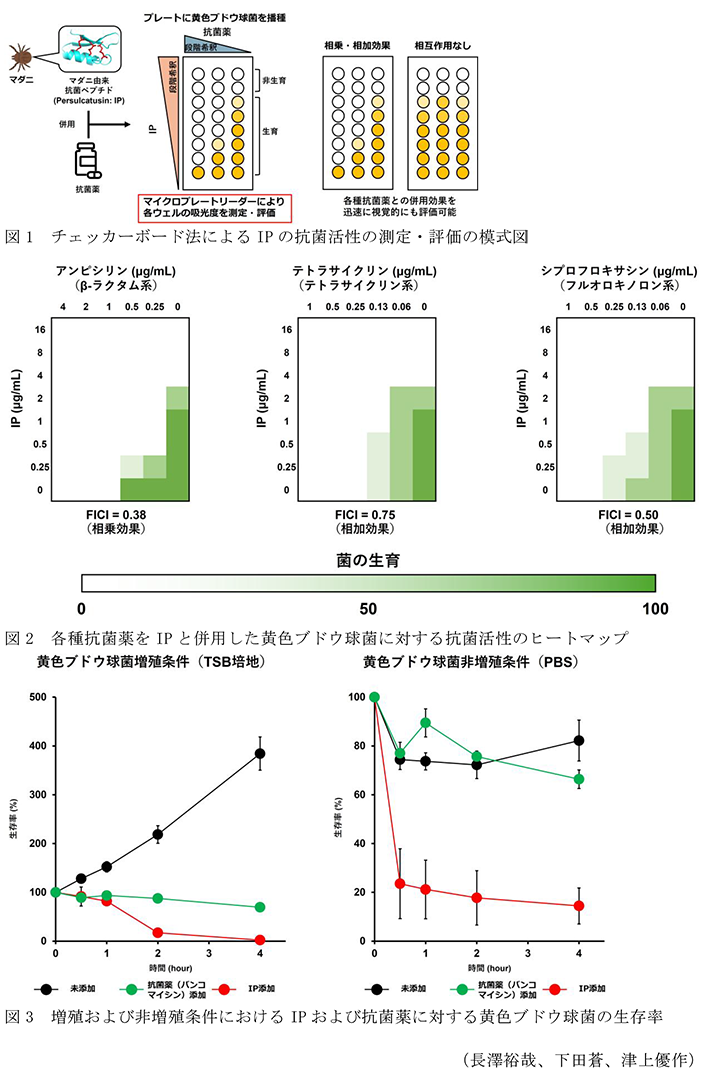 図1 チェッカーボード法によるIPの抗菌活性の測定・評価の模式図,図2 各種抗菌薬をIPと併用した黄色ブドウ球菌に対する抗菌活性のヒートマップ,図3 増殖および非増殖条件におけるIPおよび抗菌薬に対する黄色ブドウ球菌の生存率
