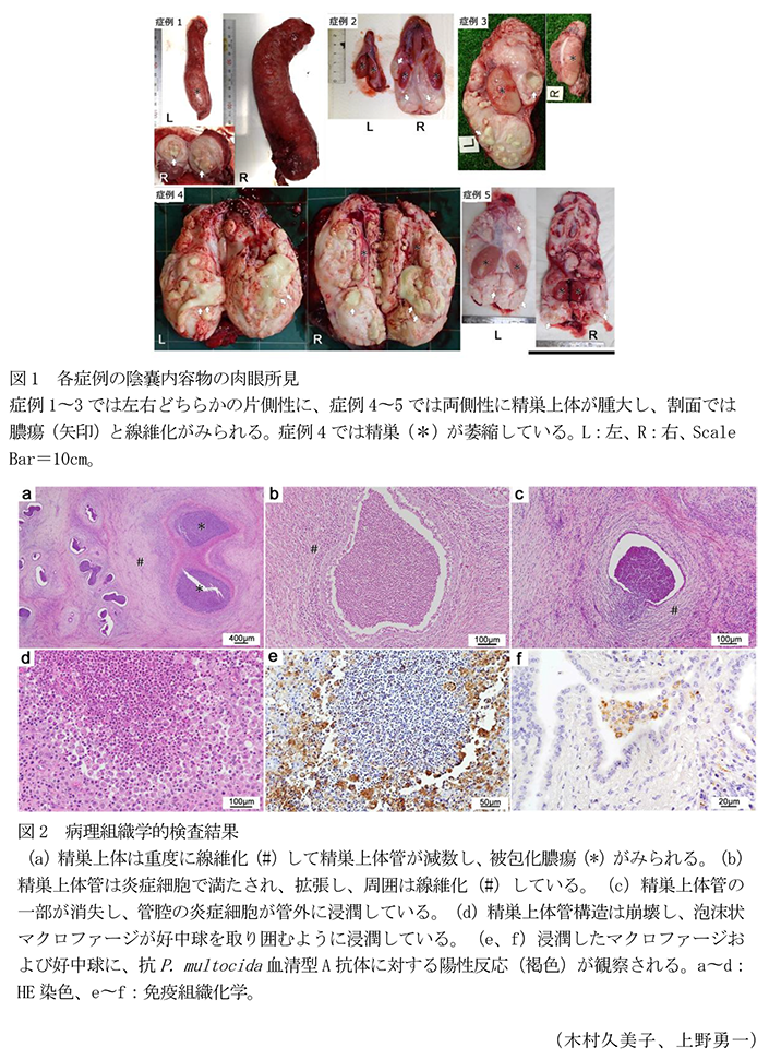 図1 各症例の陰嚢内容物の肉眼所見,図2 病理組織学的検査結果