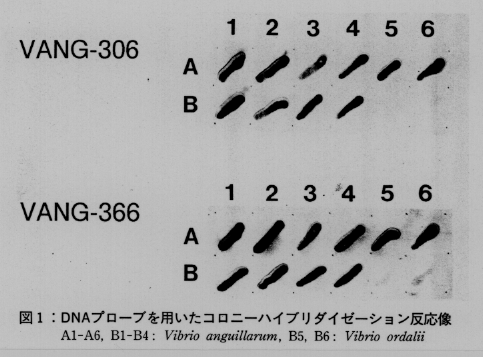 図1.DNAプローブを用いたコロニーハイブリダイゼーション反応像