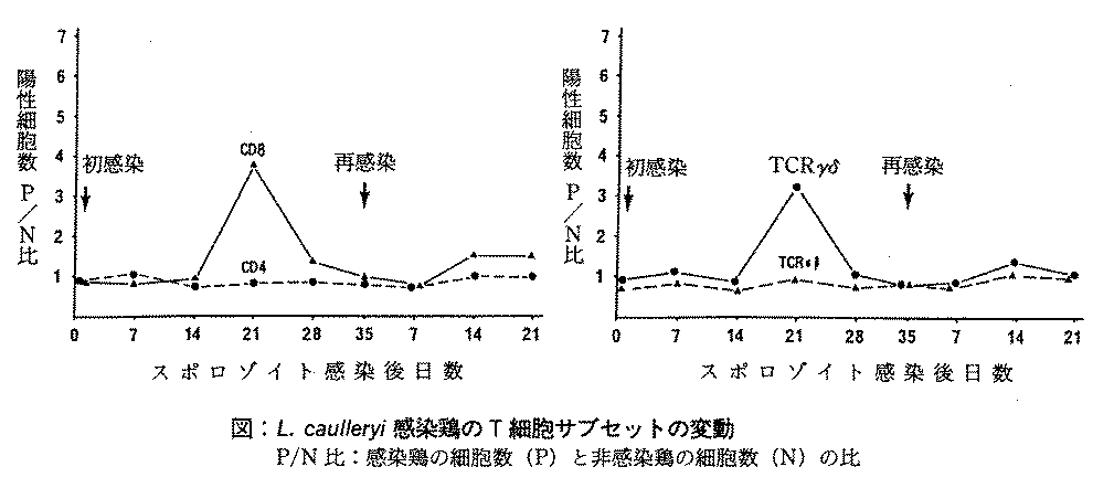 図1.L.caulleryi感染鶏のT細胞サブセットの変動