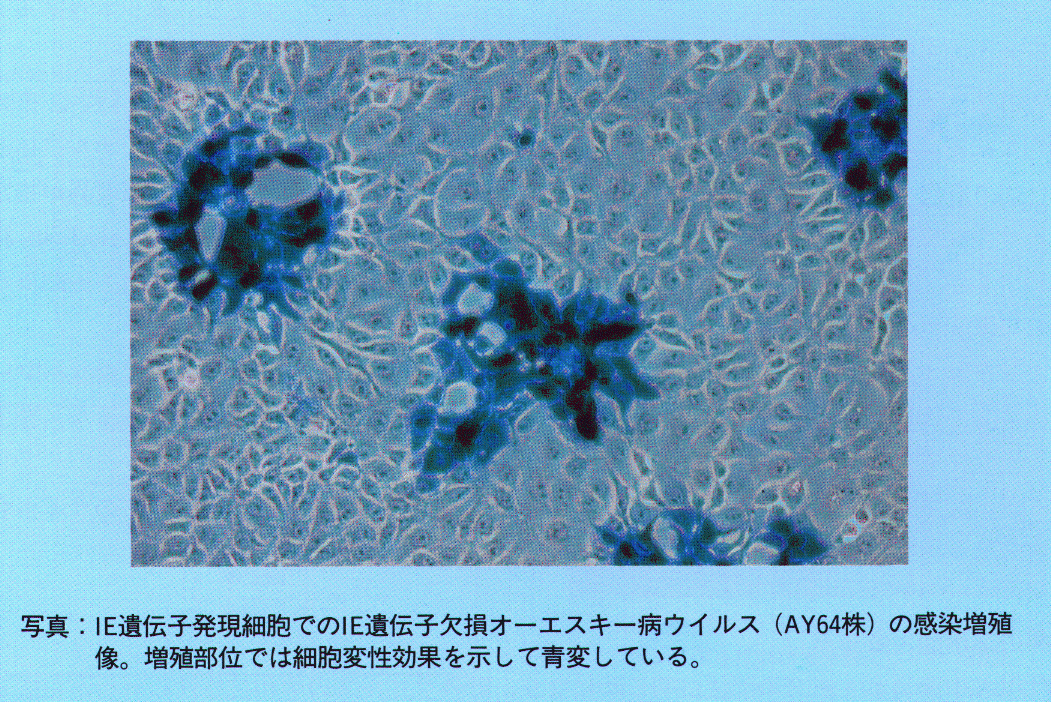 写真.IE遺伝子発現細胞でのIE遺伝子欠損オーエスキー病ウイルス(AY64株)の感染増殖像。