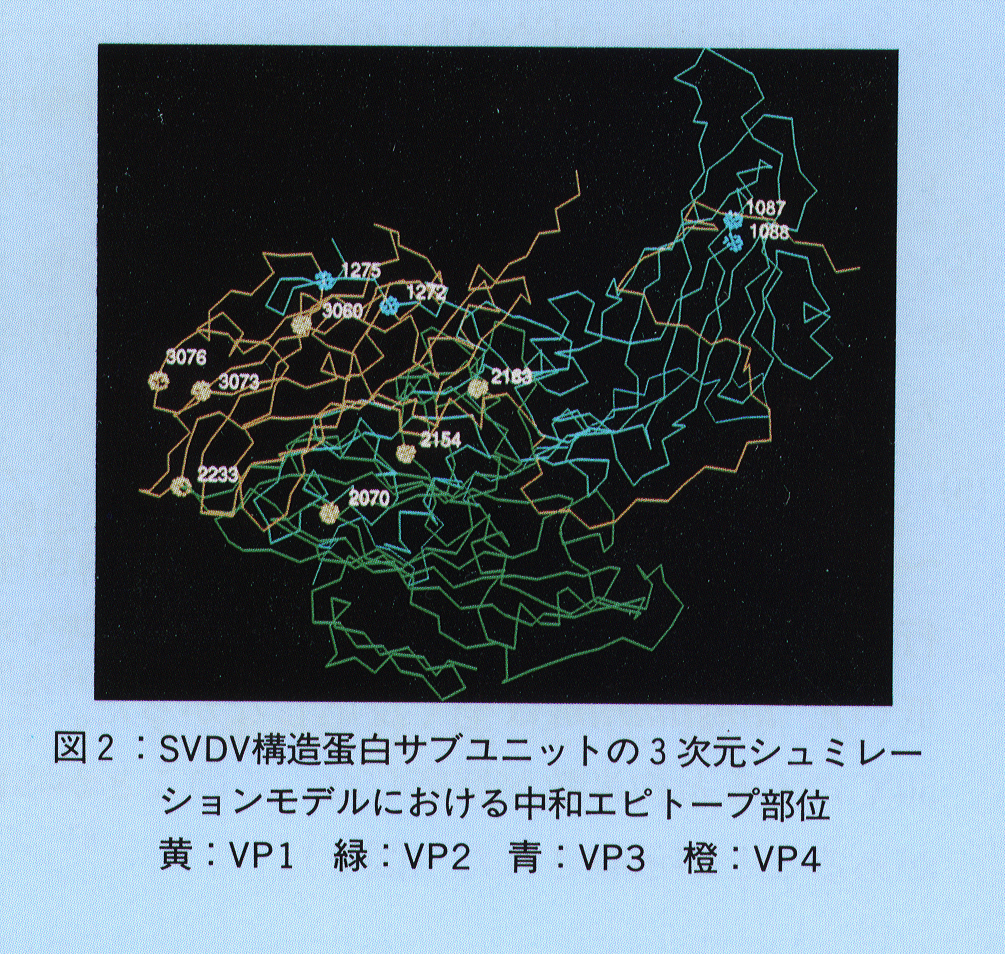 図2.SVDV構造蛋白サブユニットの3次元シミュレーションモデルにおける中和エピトープ部位