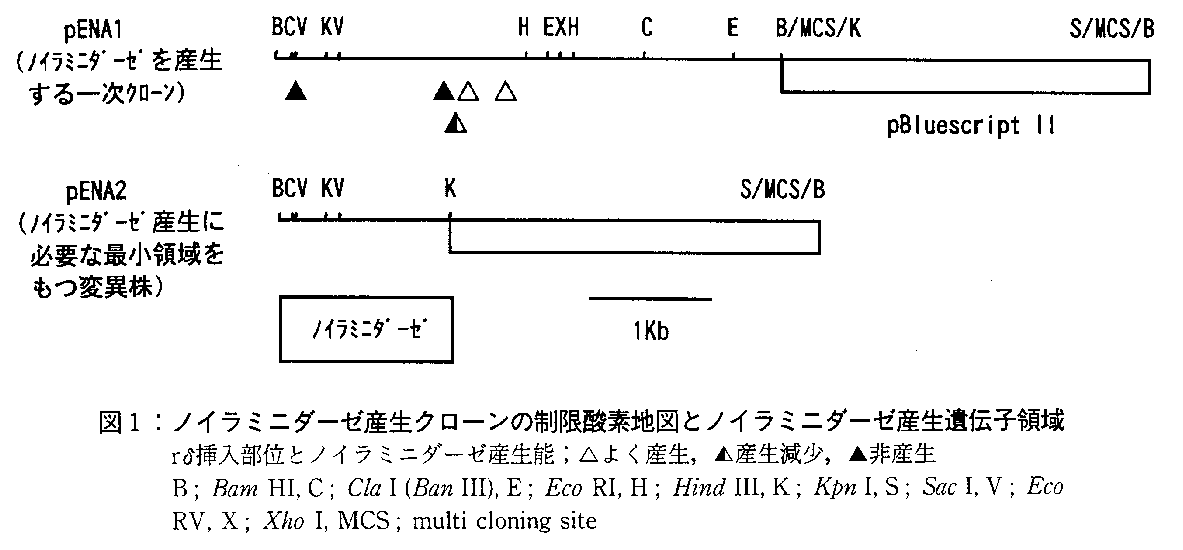 図1.ノイラミニダーゼ産生クローンの制限酵素地図とノイラミニダーゼ産生遺伝子領域