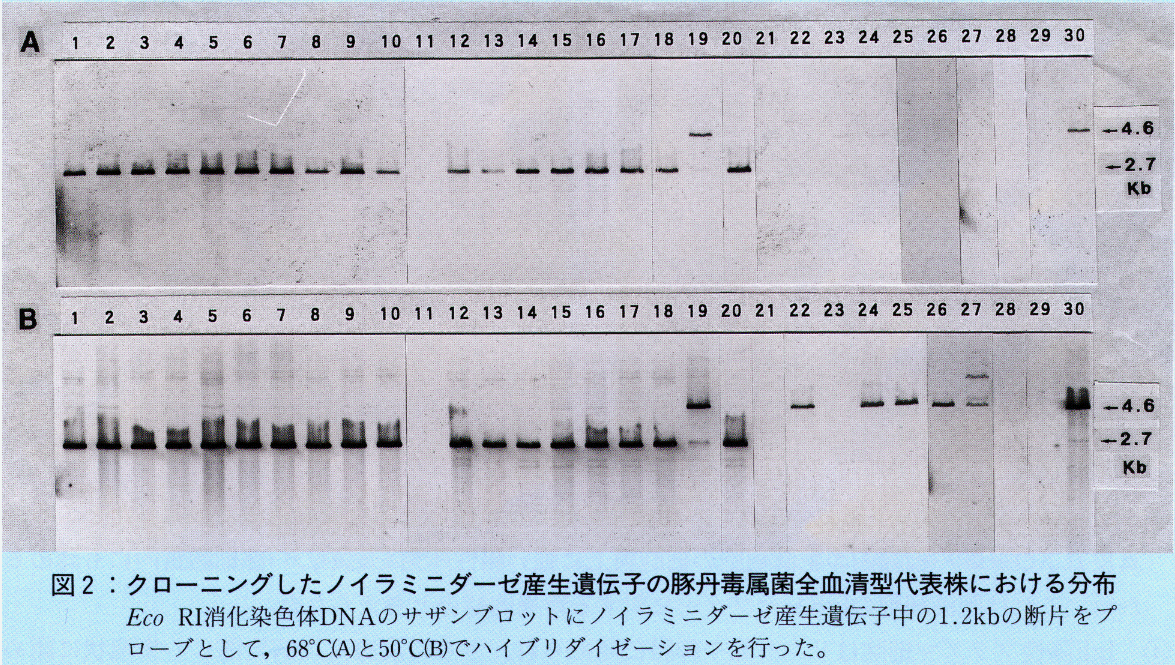 図2.クローニングしたノイラミニダーゼ産生遺伝子の豚丹毒属菌全血清型代表株における分布