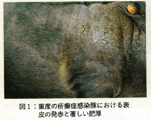 図1.重度の疥癬症感染豚における表皮の赤比と著しい肥厚