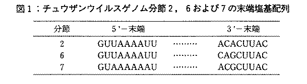 図1.チュウザンウイルス分節2,6および7の末端塩基配列