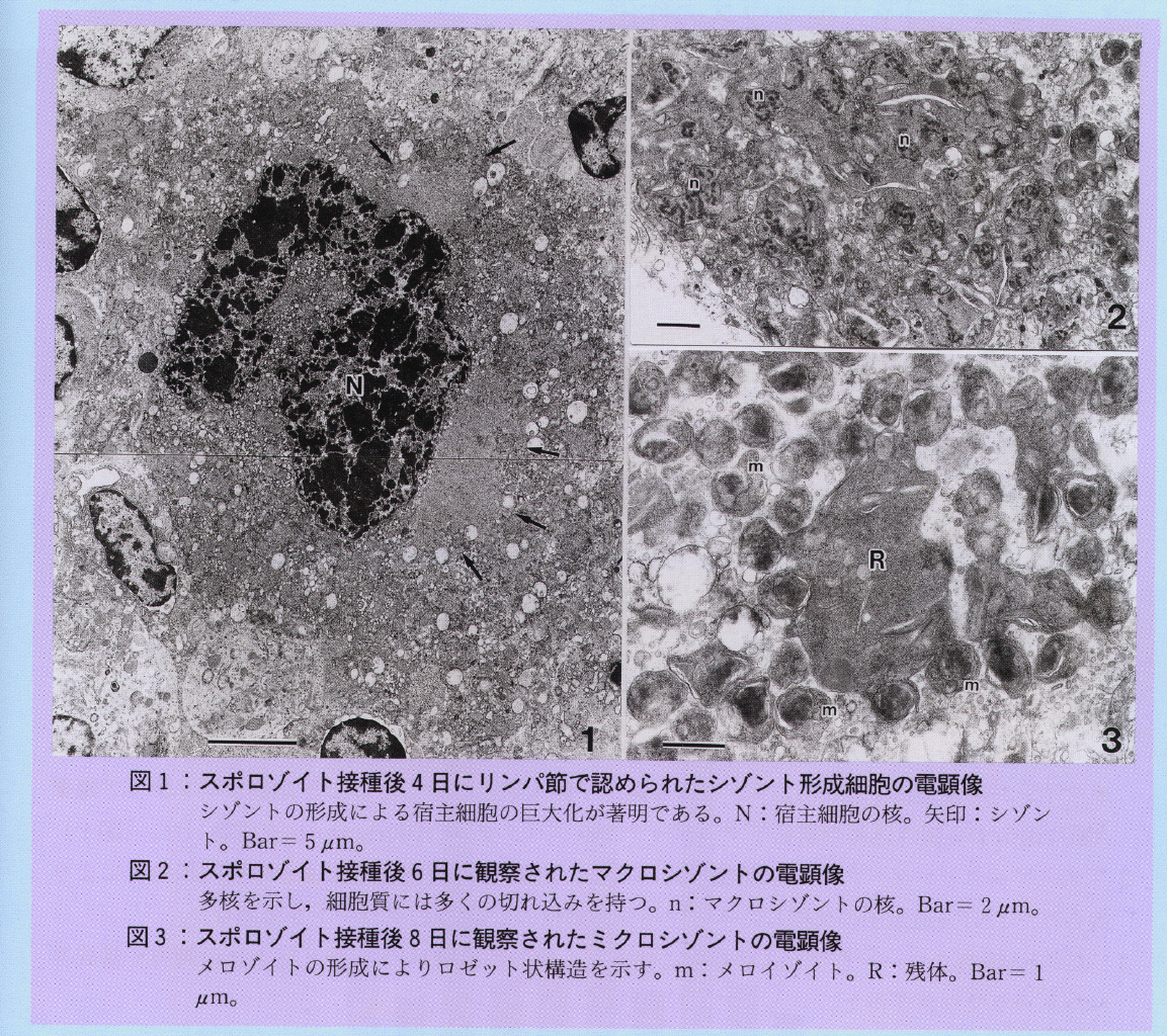 図1～図4