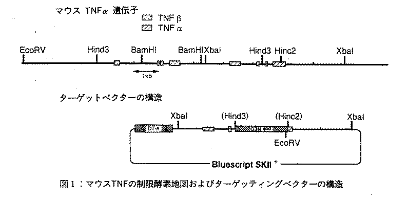 腫瘍壊死因子欠損マウスの作出 農研機構