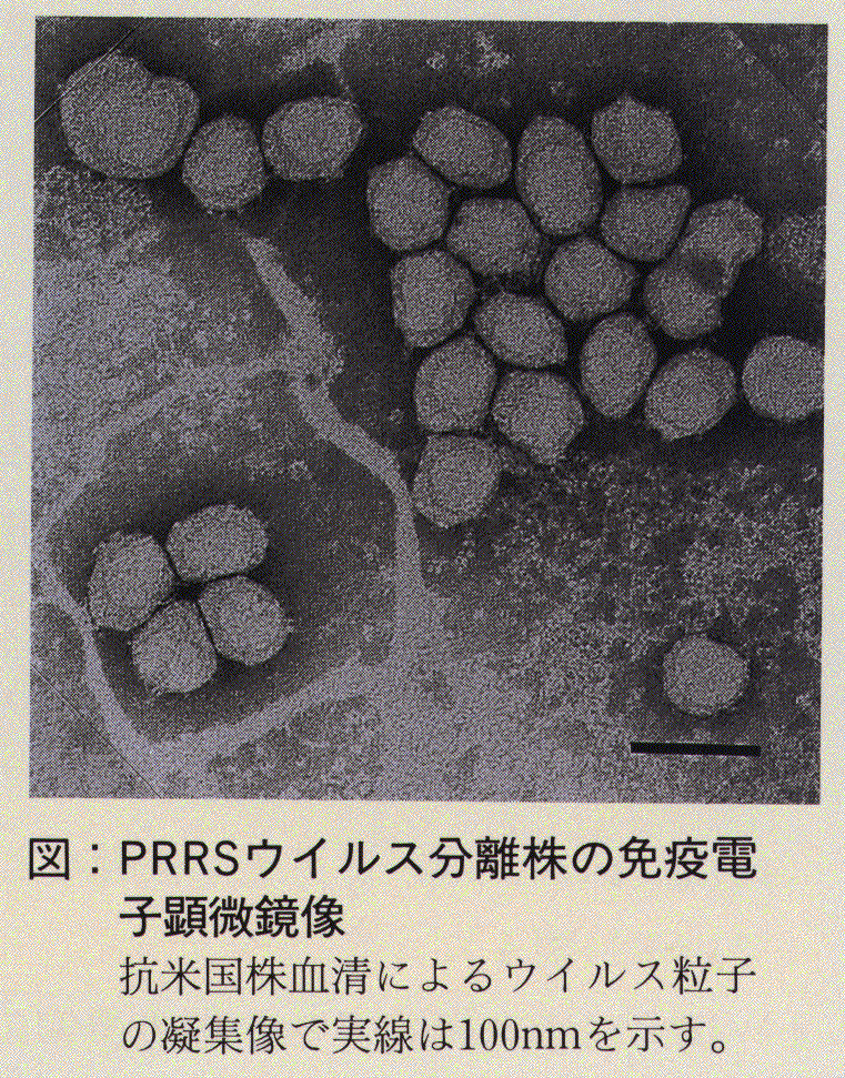図.PRRSウイルス分離株の免疫電子顕微鏡像