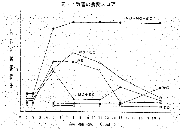 図1.気管の病変スコア